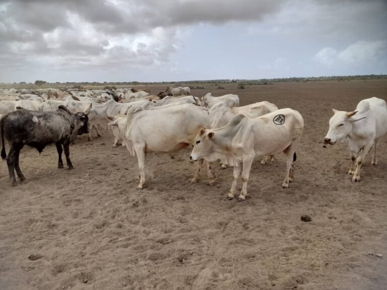 WhatsApp Image 2026-01-16 at 01.49.19