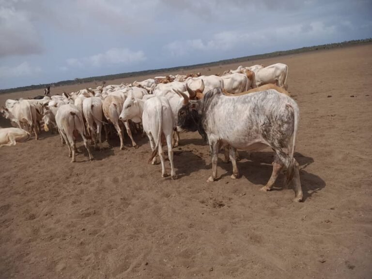 WhatsApp Image 2026-01-16 at 01.49.20