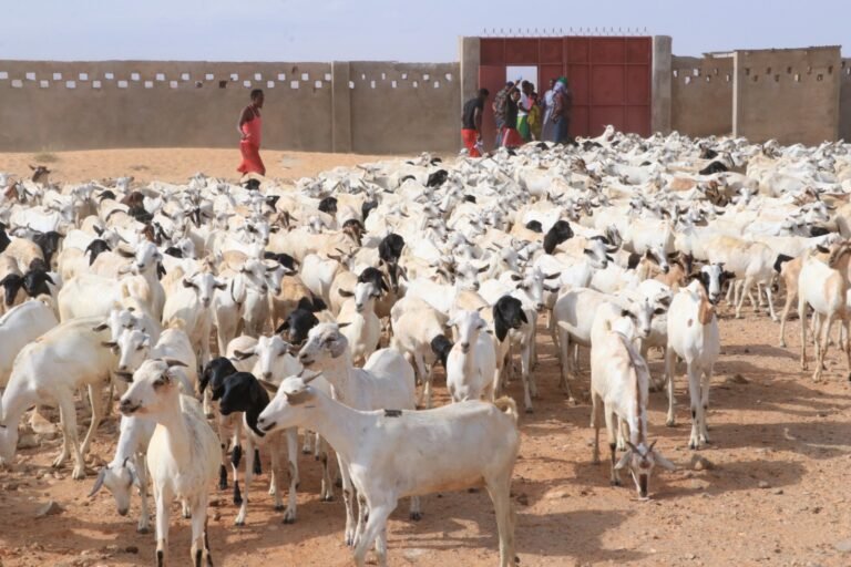 WhatsApp Image 2026-01-16 at 01.49.22